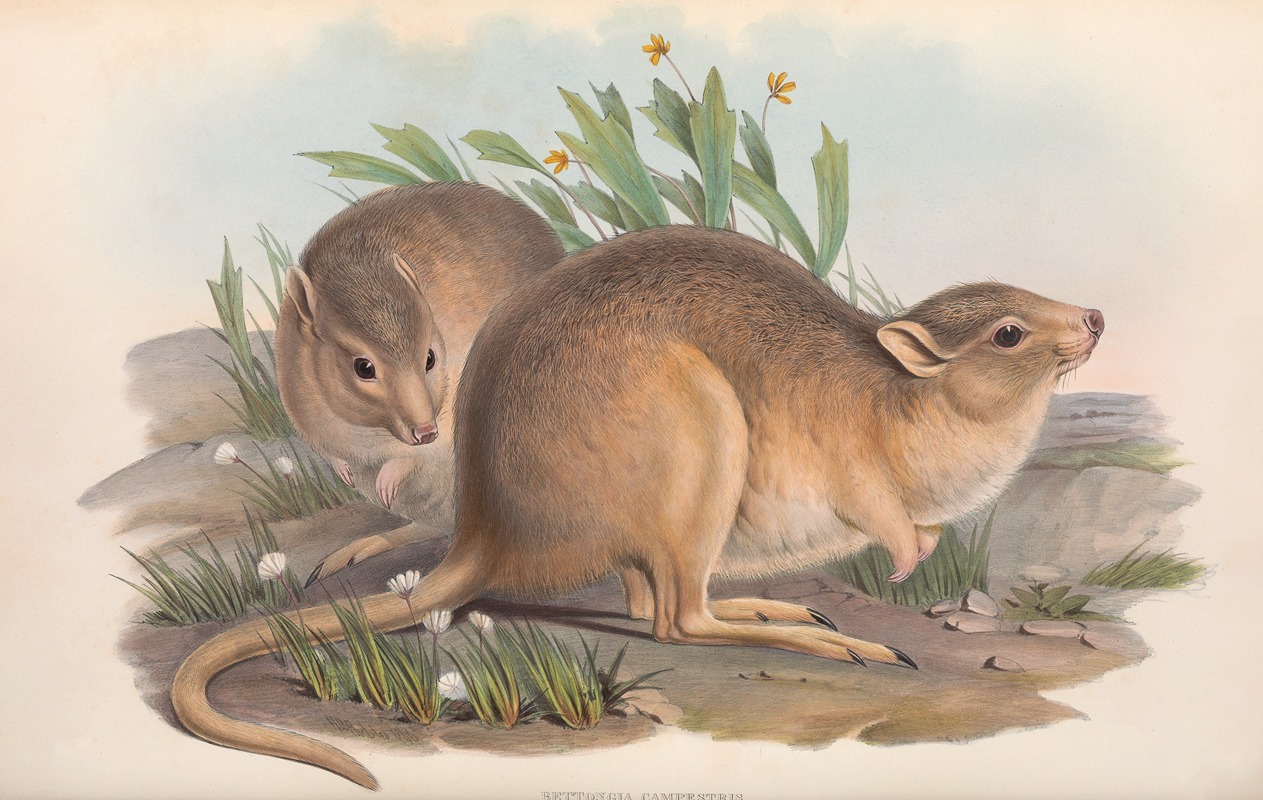 John Gould - The mammals of Australia Pl.102