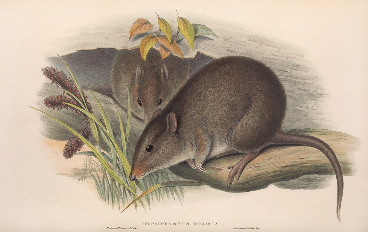 John Gould - The mammals of Australia Pl.103