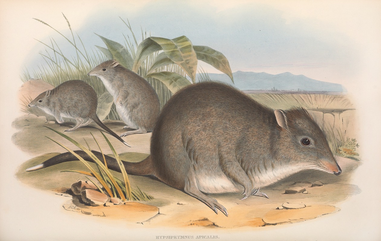 John Gould - The mammals of Australia Pl.104