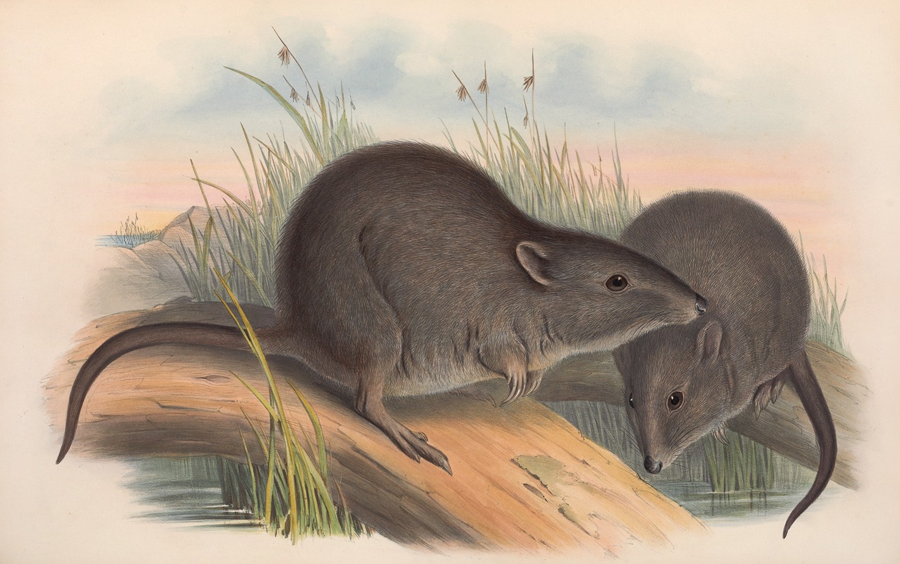 John Gould - The mammals of Australia Pl.105