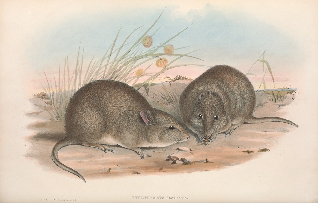 John Gould - The mammals of Australia Pl.106