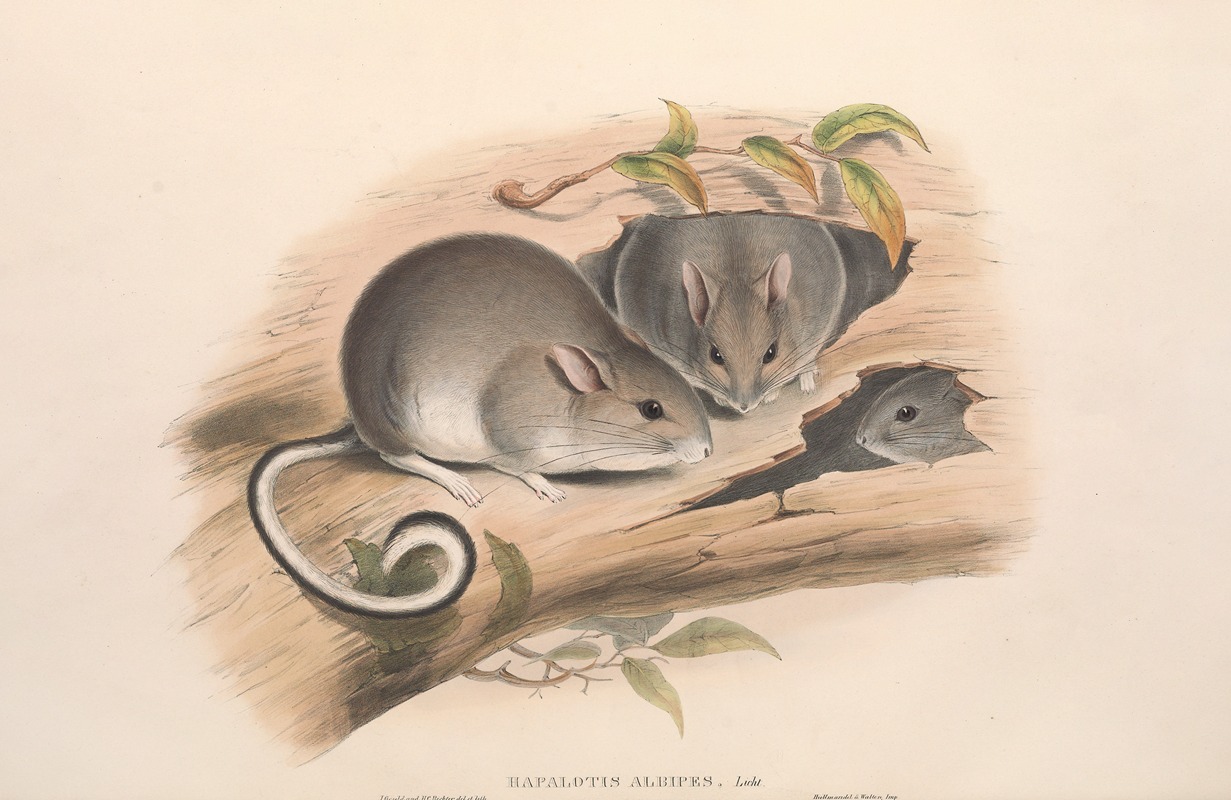 John Gould - The mammals of Australia Pl.107