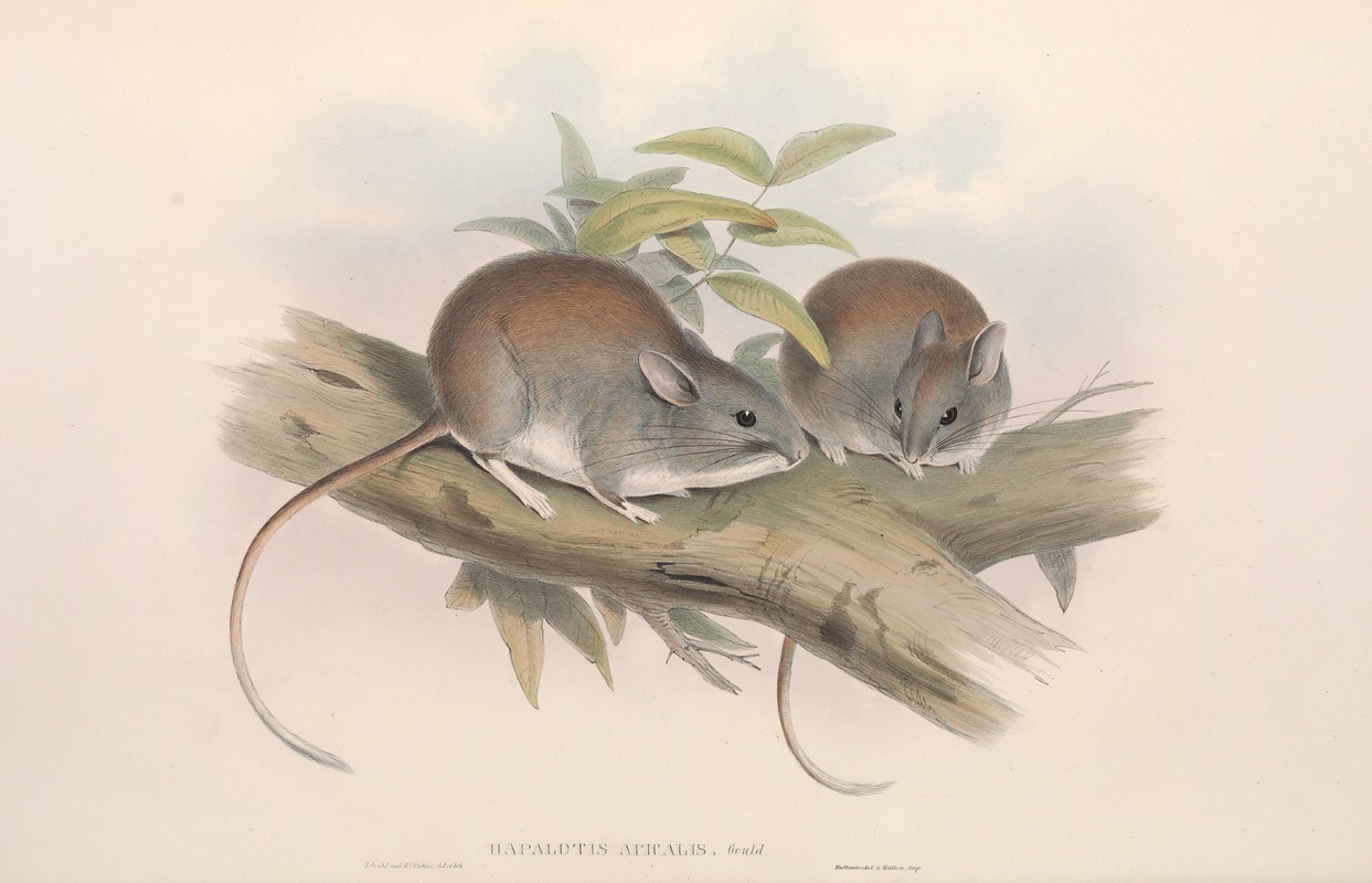 John Gould - The mammals of Australia Pl.108