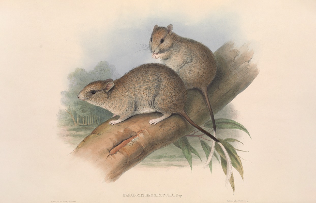 John Gould - The mammals of Australia Pl.109