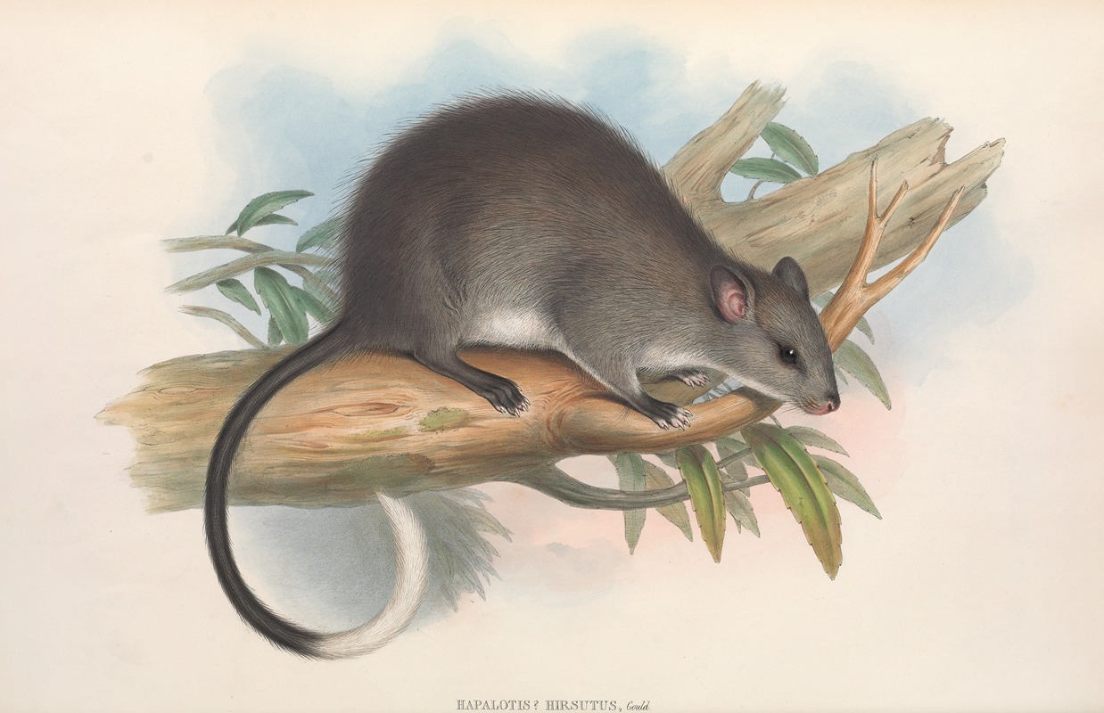 John Gould - The mammals of Australia Pl.110