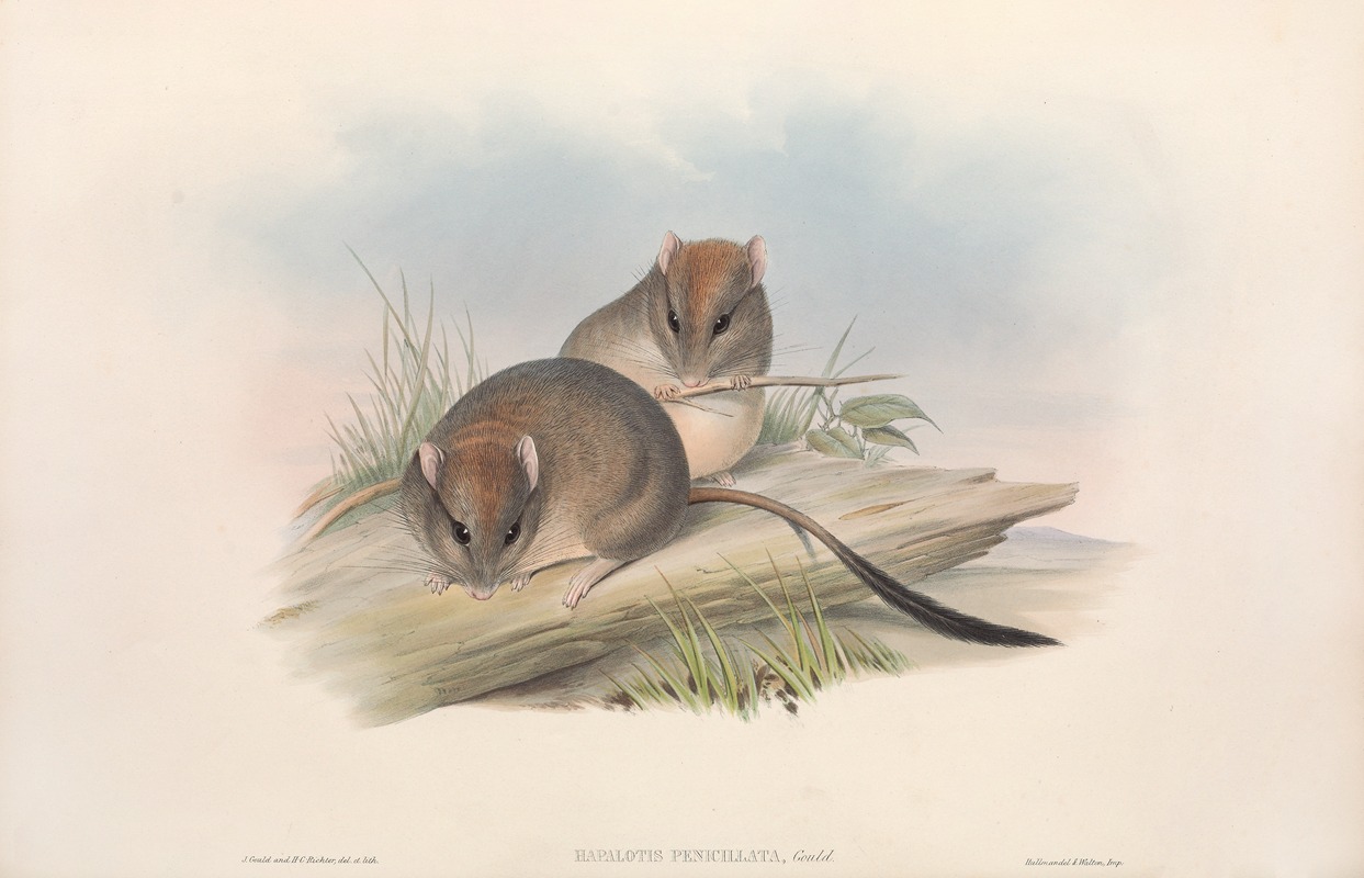 John Gould - The mammals of Australia Pl.111