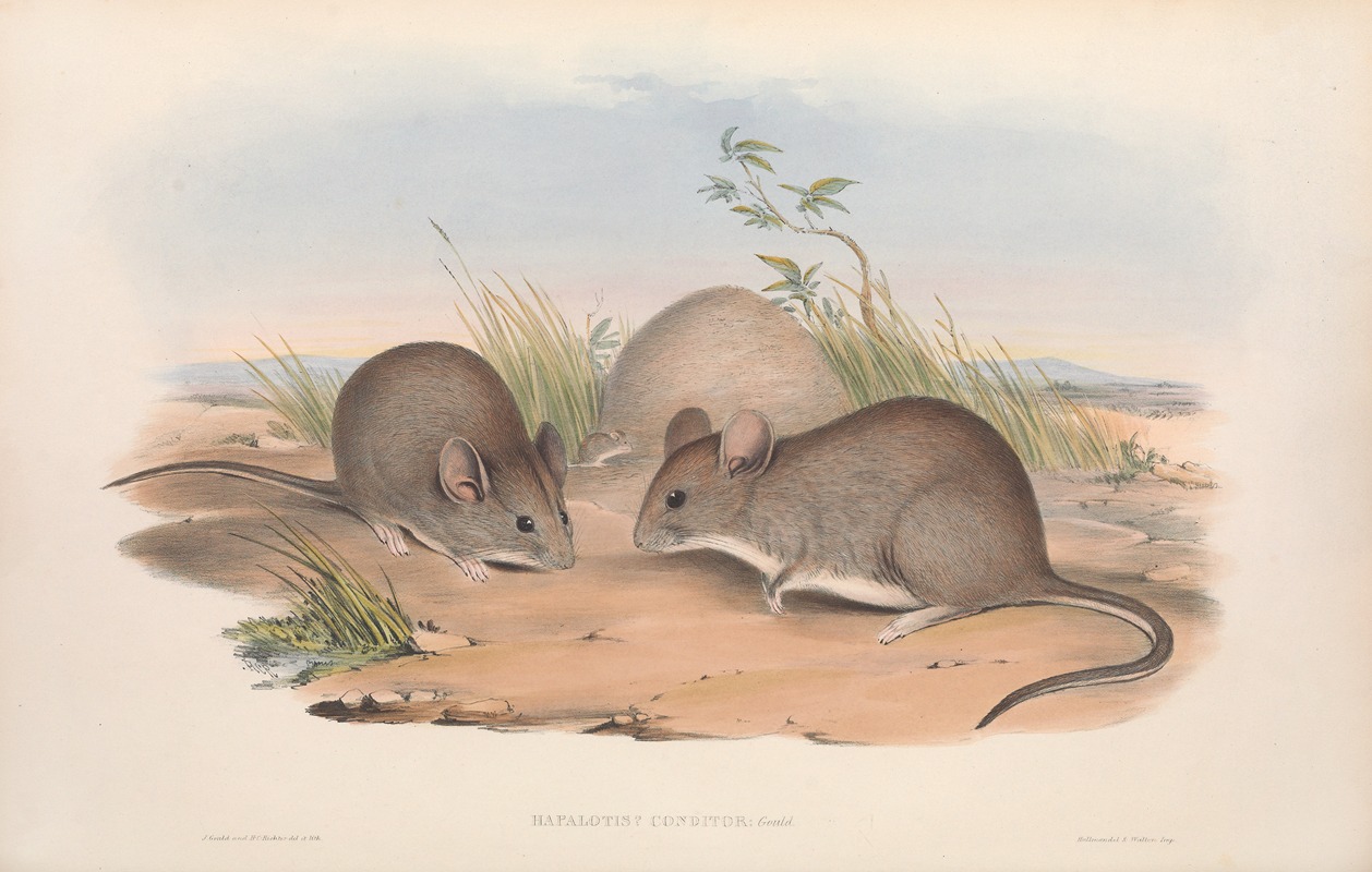 John Gould - The mammals of Australia Pl.112
