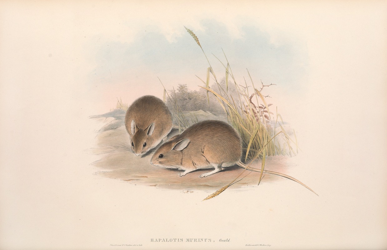 John Gould - The mammals of Australia Pl.113