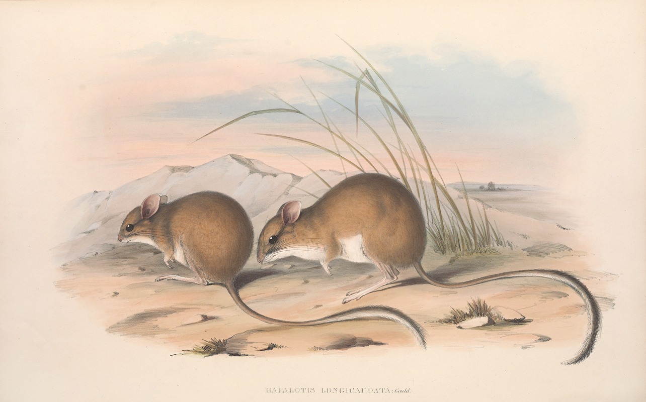 John Gould - The mammals of Australia Pl.114