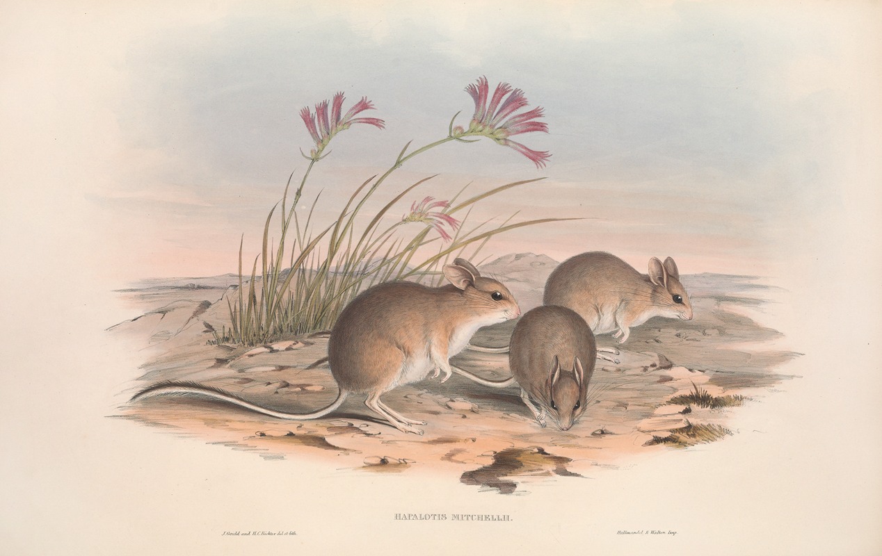 John Gould - The mammals of Australia Pl.115