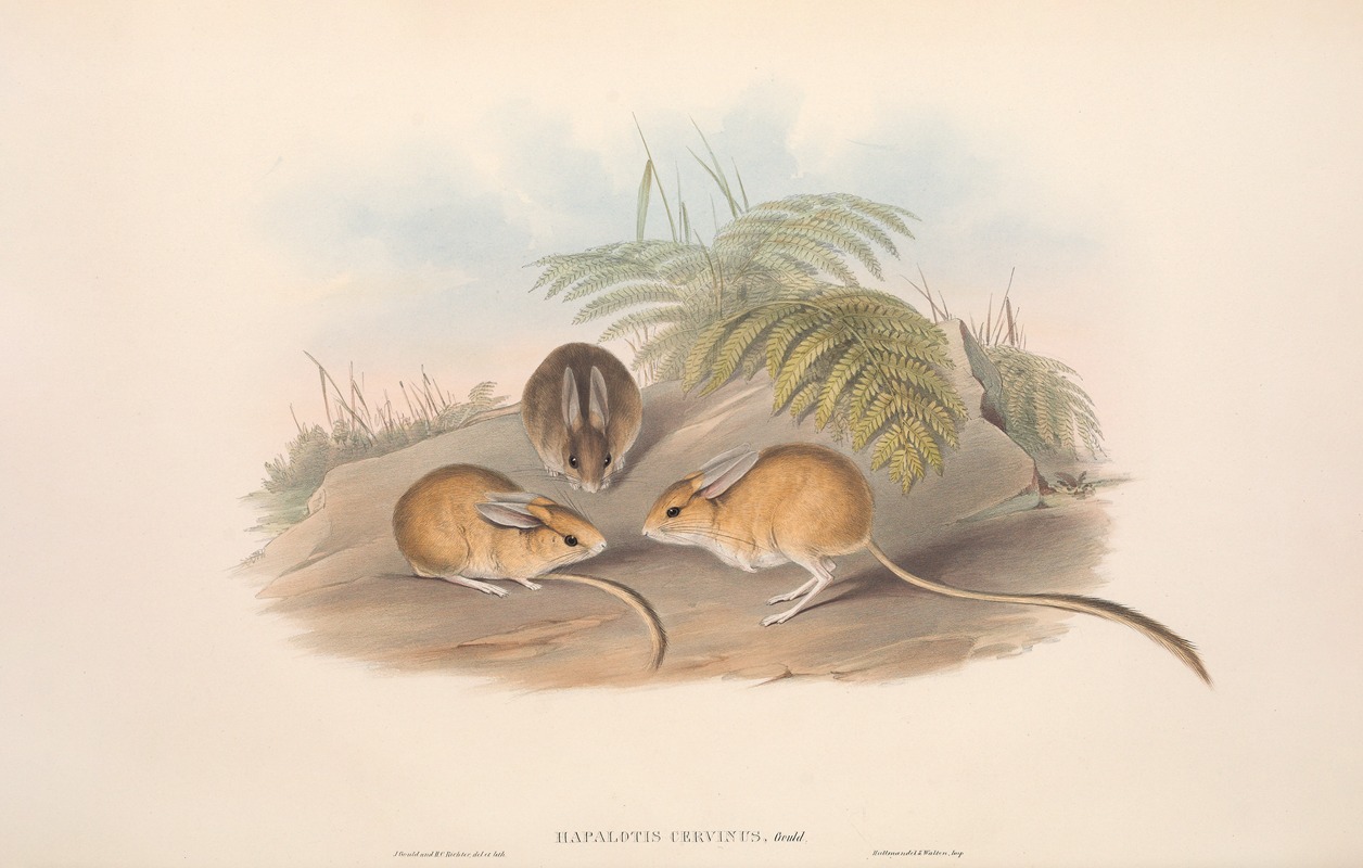 John Gould - The mammals of Australia Pl.116