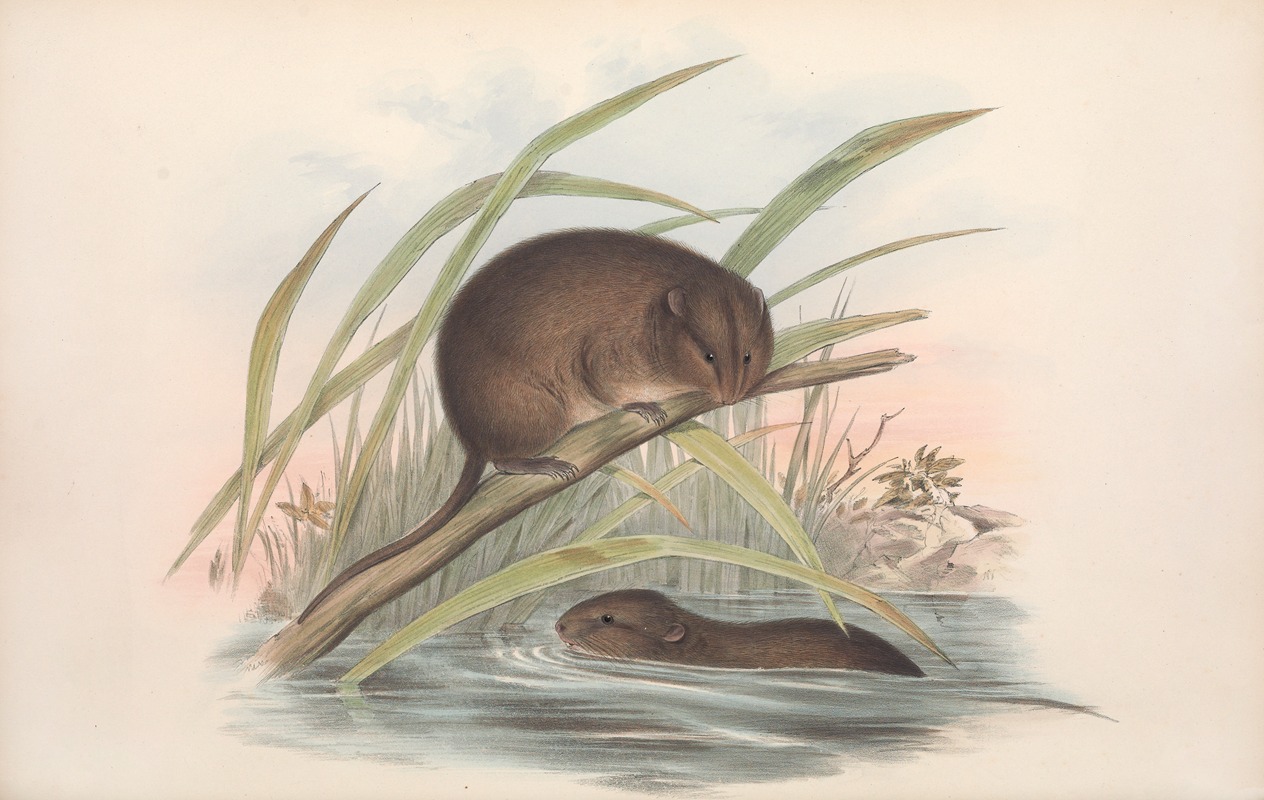 John Gould - The mammals of Australia Pl.117