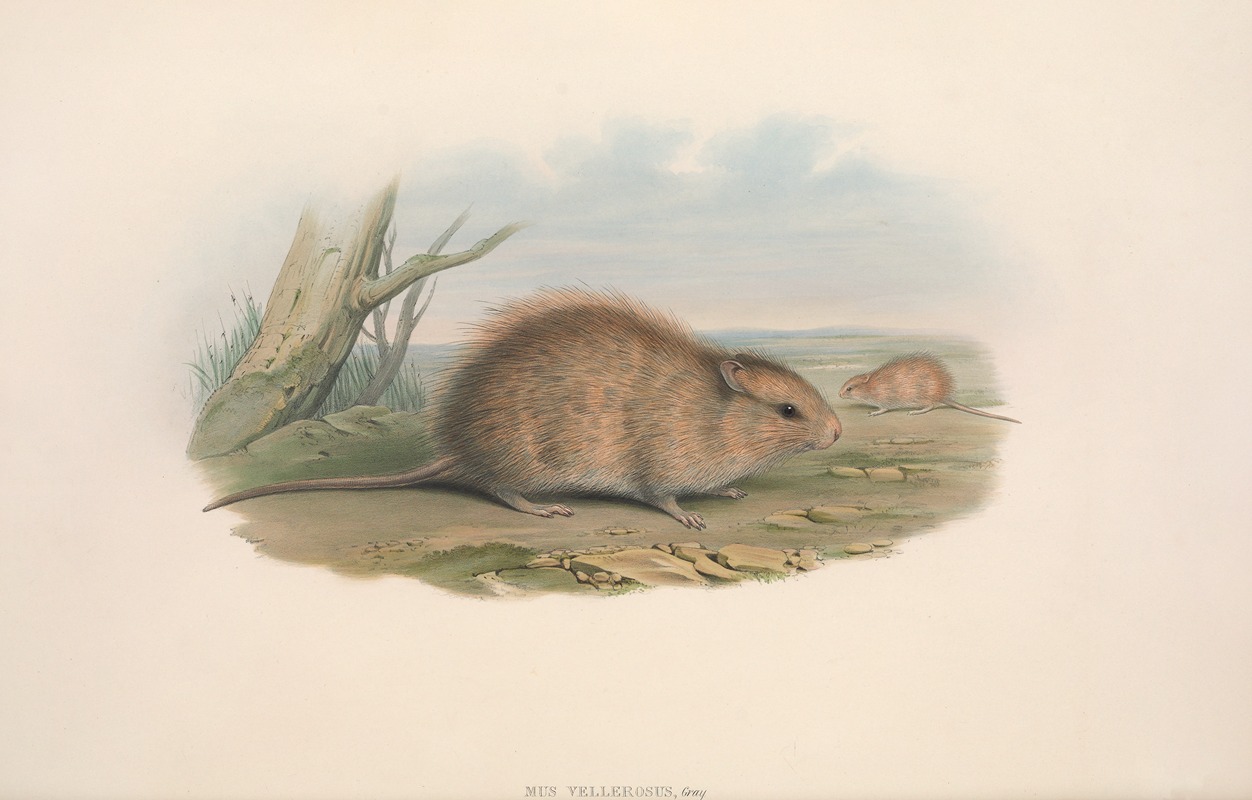 John Gould - The mammals of Australia Pl.118