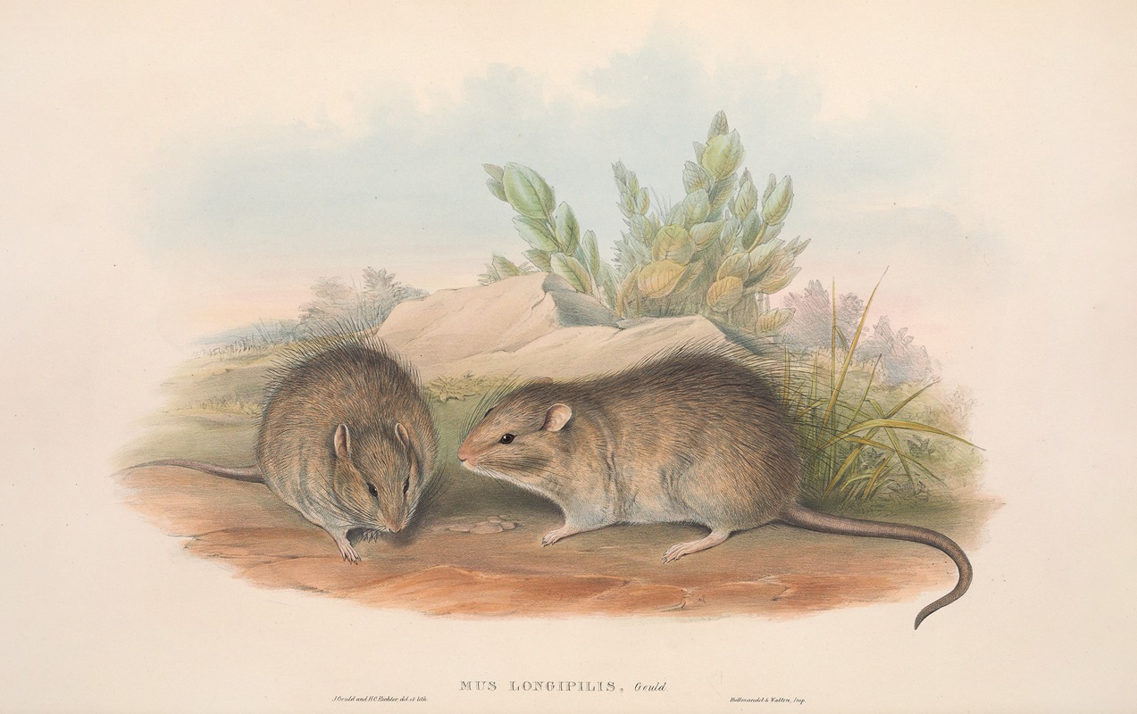 John Gould - The mammals of Australia Pl.119