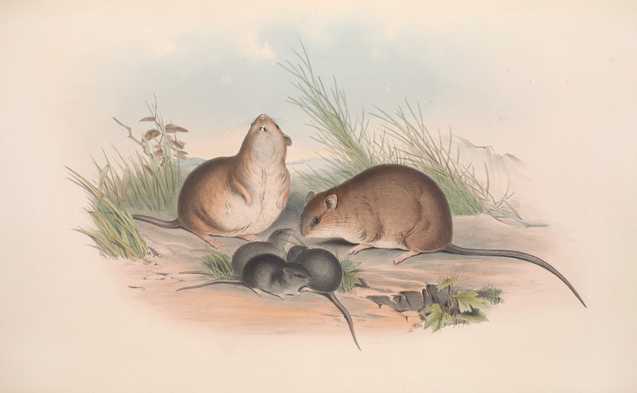 John Gould - The mammals of Australia Pl.120