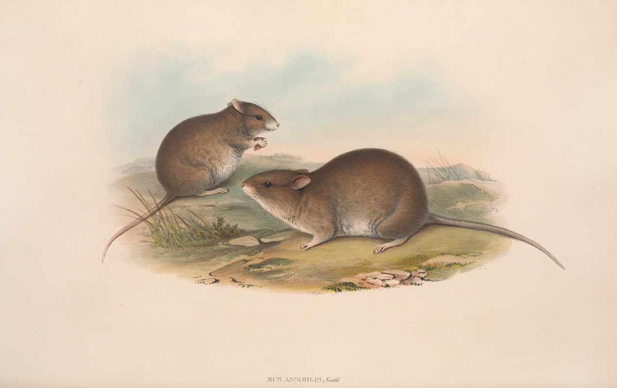 John Gould - The mammals of Australia Pl.121