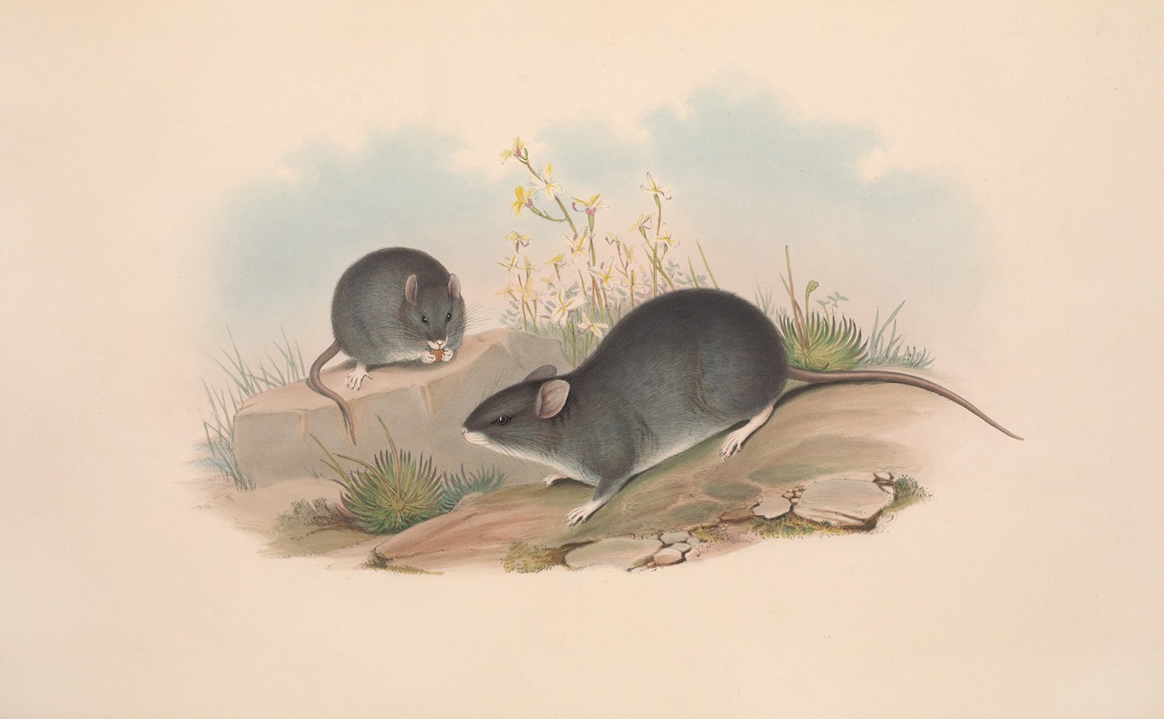 John Gould - The mammals of Australia Pl.122