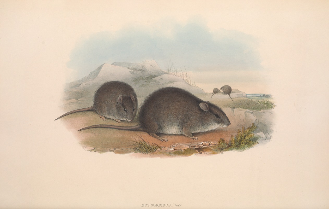 John Gould - The mammals of Australia Pl.123