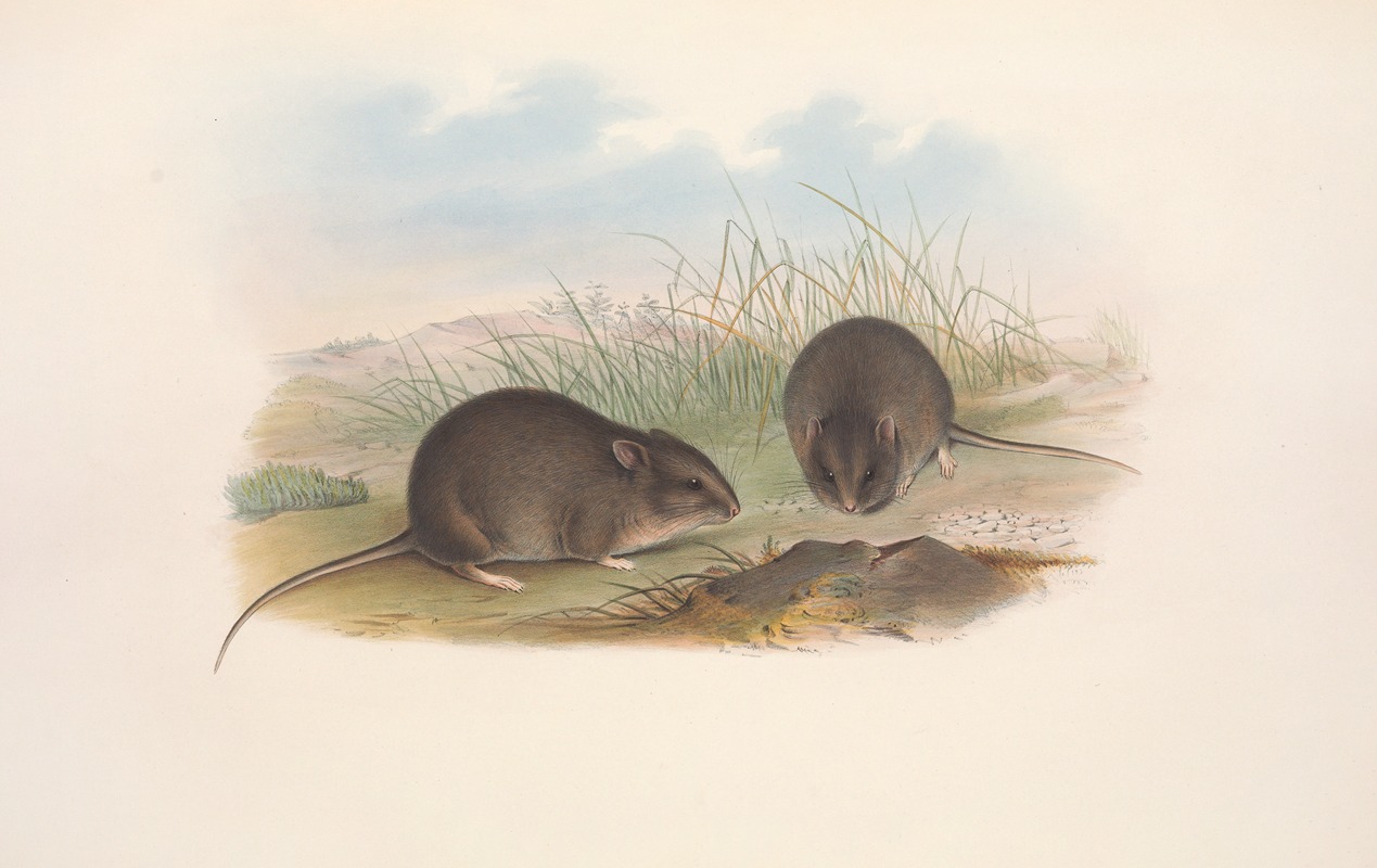 John Gould - The mammals of Australia Pl.124