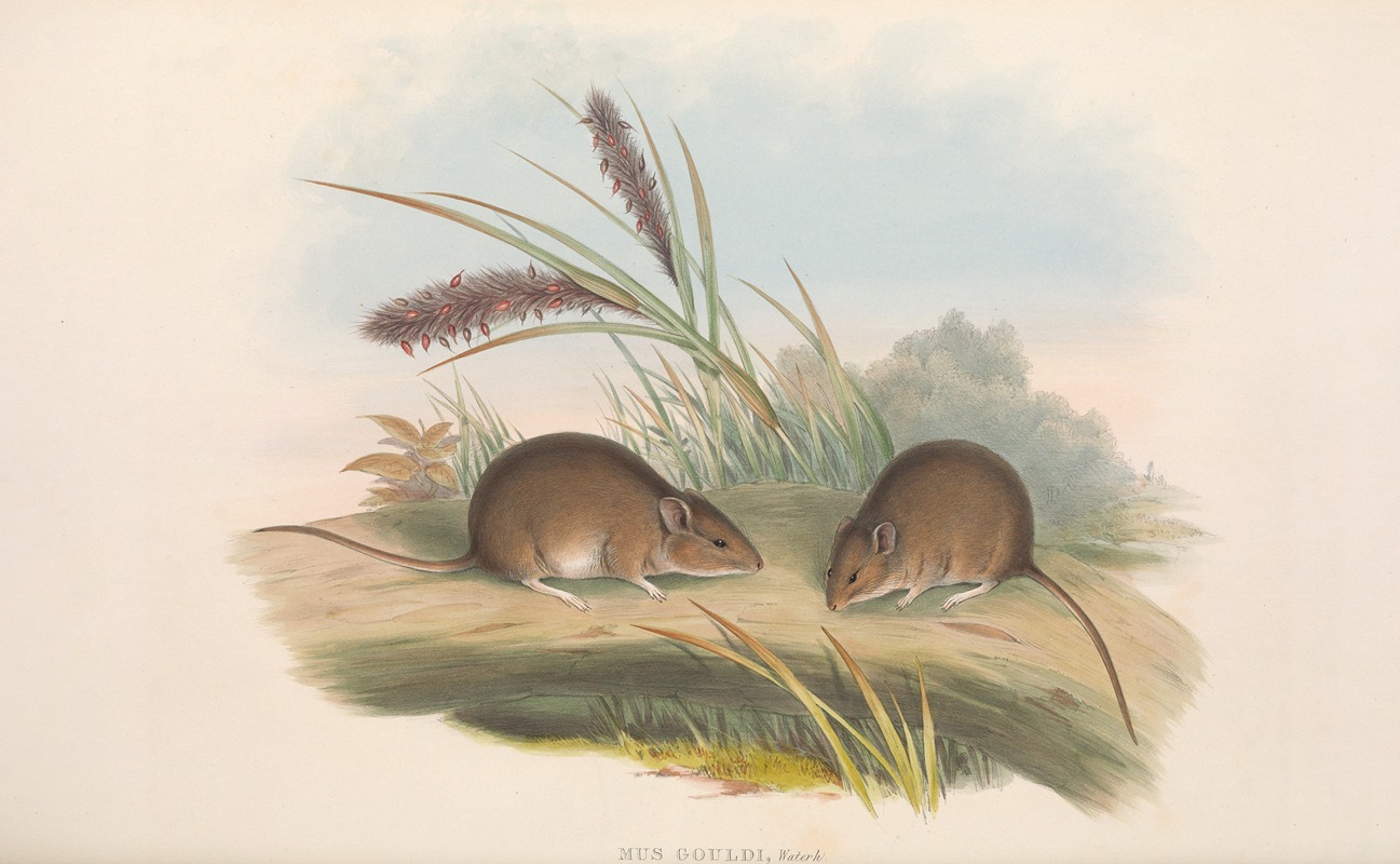 John Gould - The mammals of Australia Pl.125