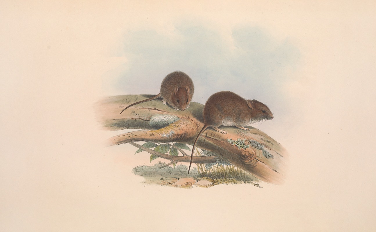 John Gould - The mammals of Australia Pl.126