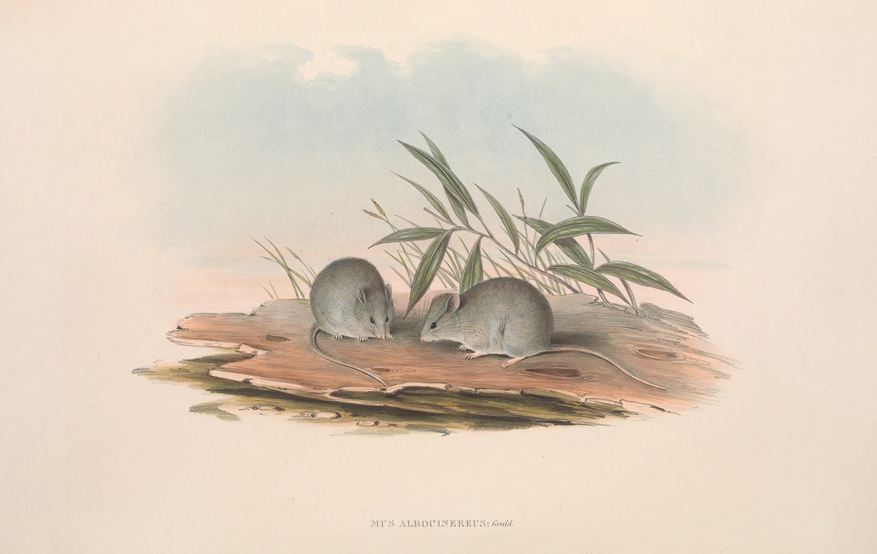 John Gould - The mammals of Australia Pl.127