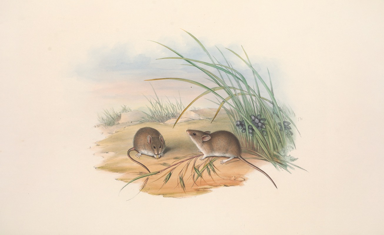 John Gould - The mammals of Australia Pl.128