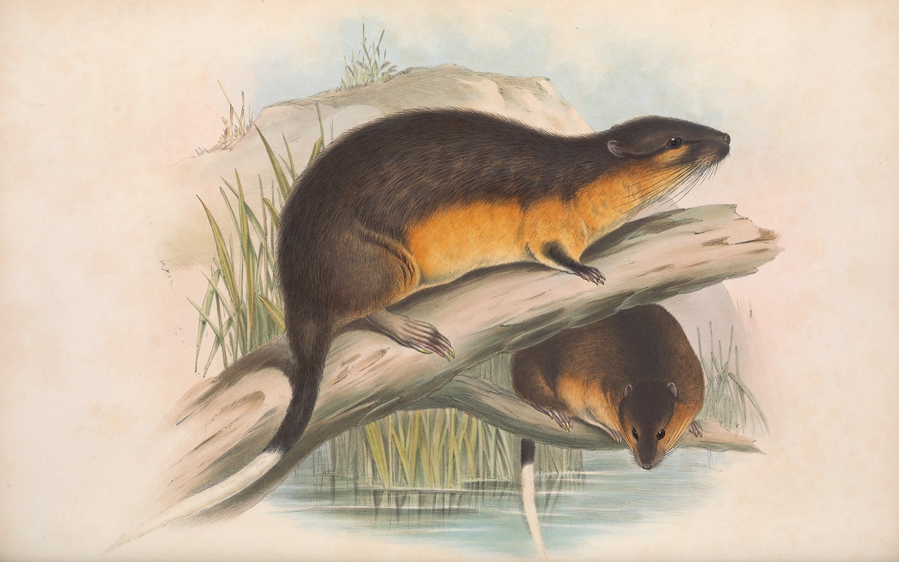 John Gould - The mammals of Australia Pl.130