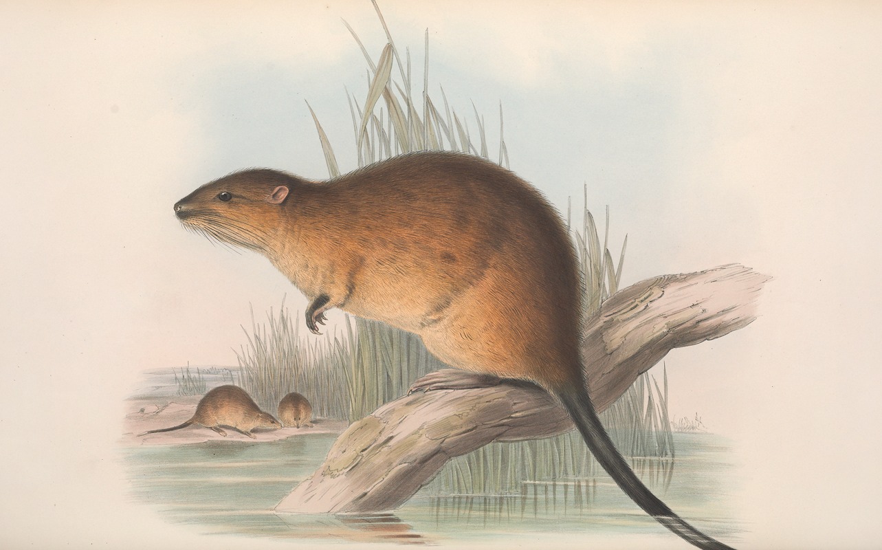 John Gould - The mammals of Australia Pl.131