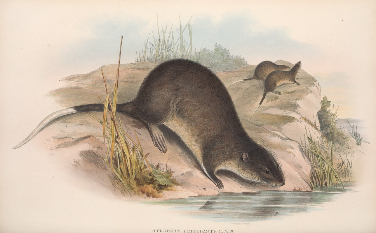 John Gould - The mammals of Australia Pl.132