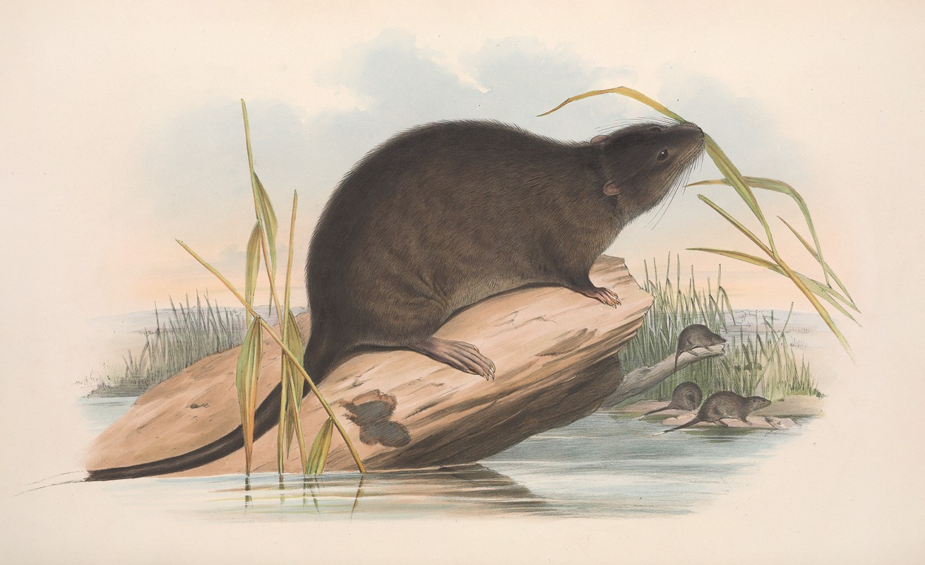 John Gould - The mammals of Australia Pl.133
