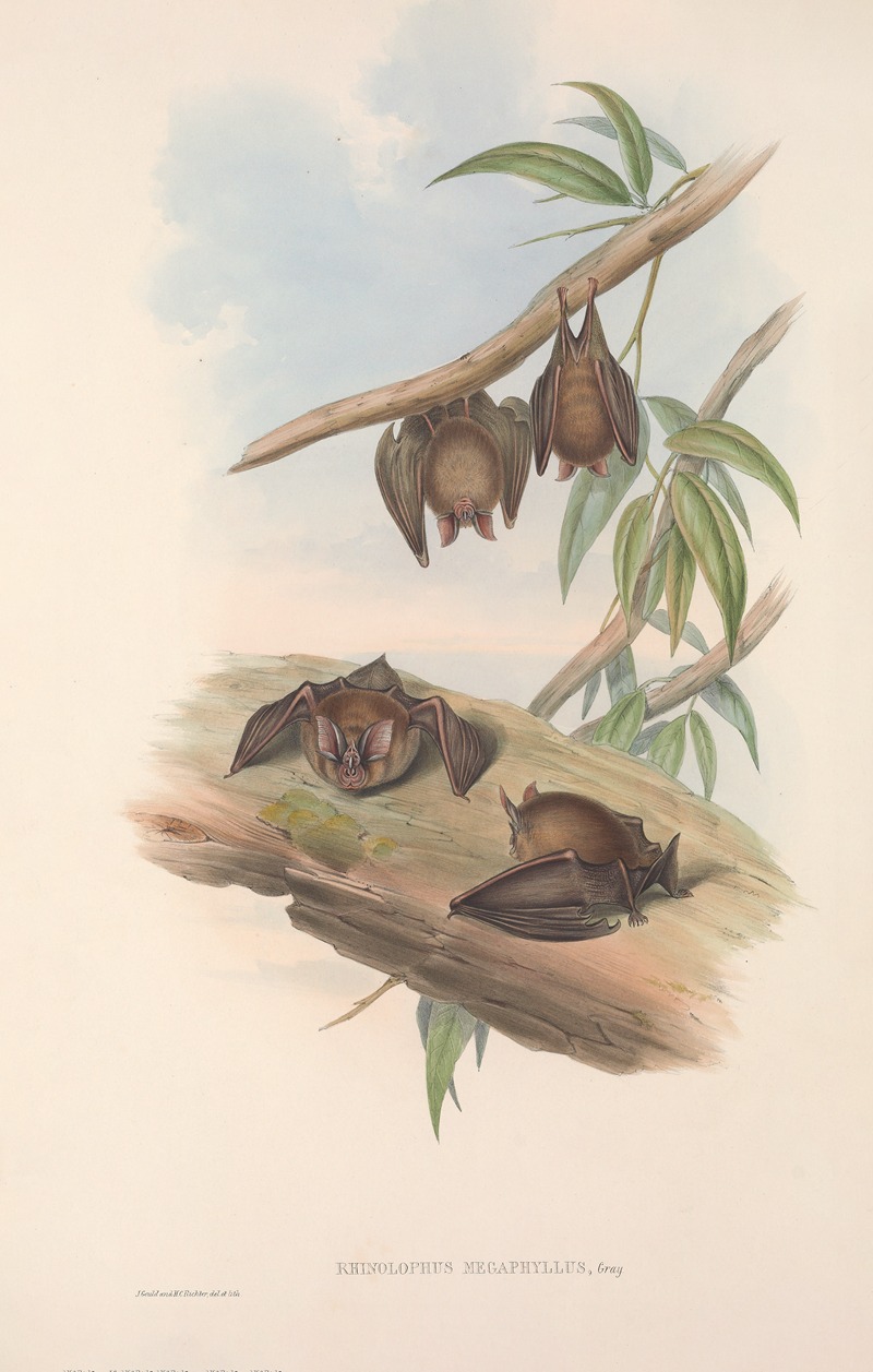 John Gould - The mammals of Australia Pl.139
