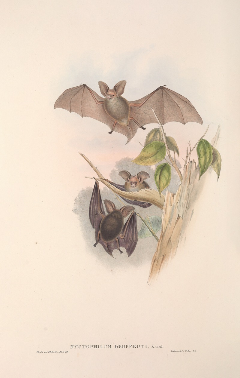 John Gould - The mammals of Australia Pl.143