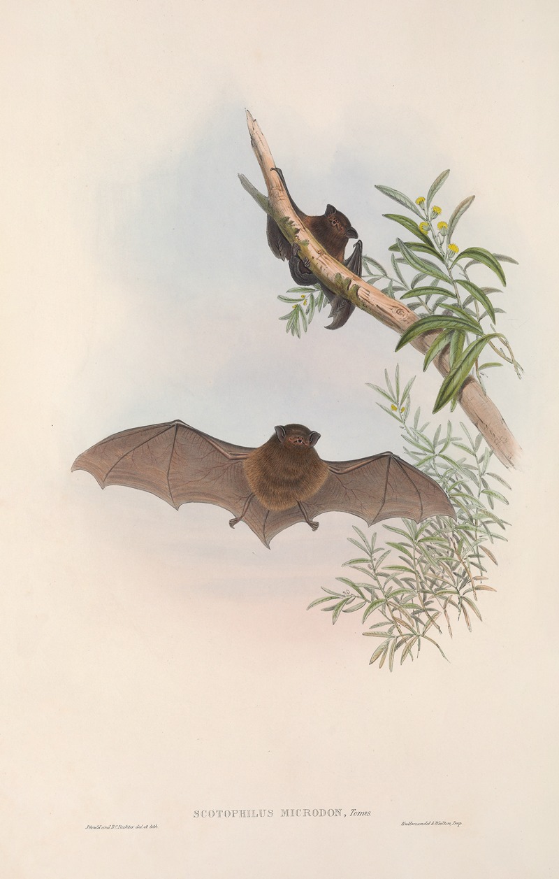 John Gould - The mammals of Australia Pl.148