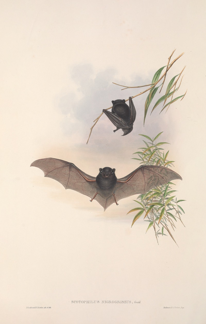 John Gould - The mammals of Australia Pl.150
