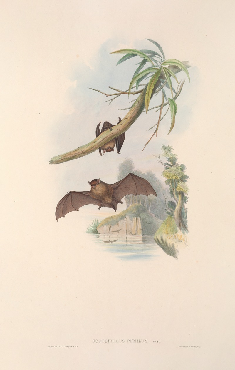 John Gould - The mammals of Australia Pl.152