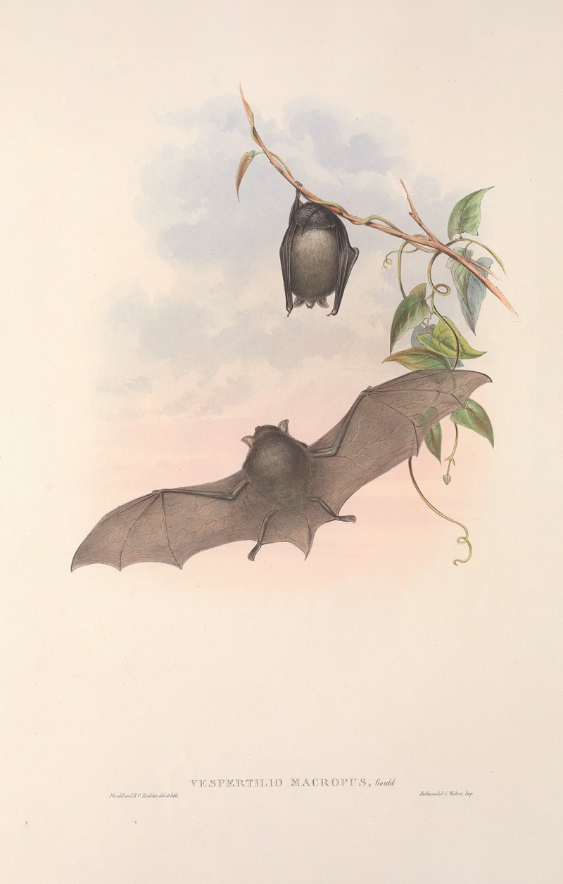 John Gould - The mammals of Australia Pl.153