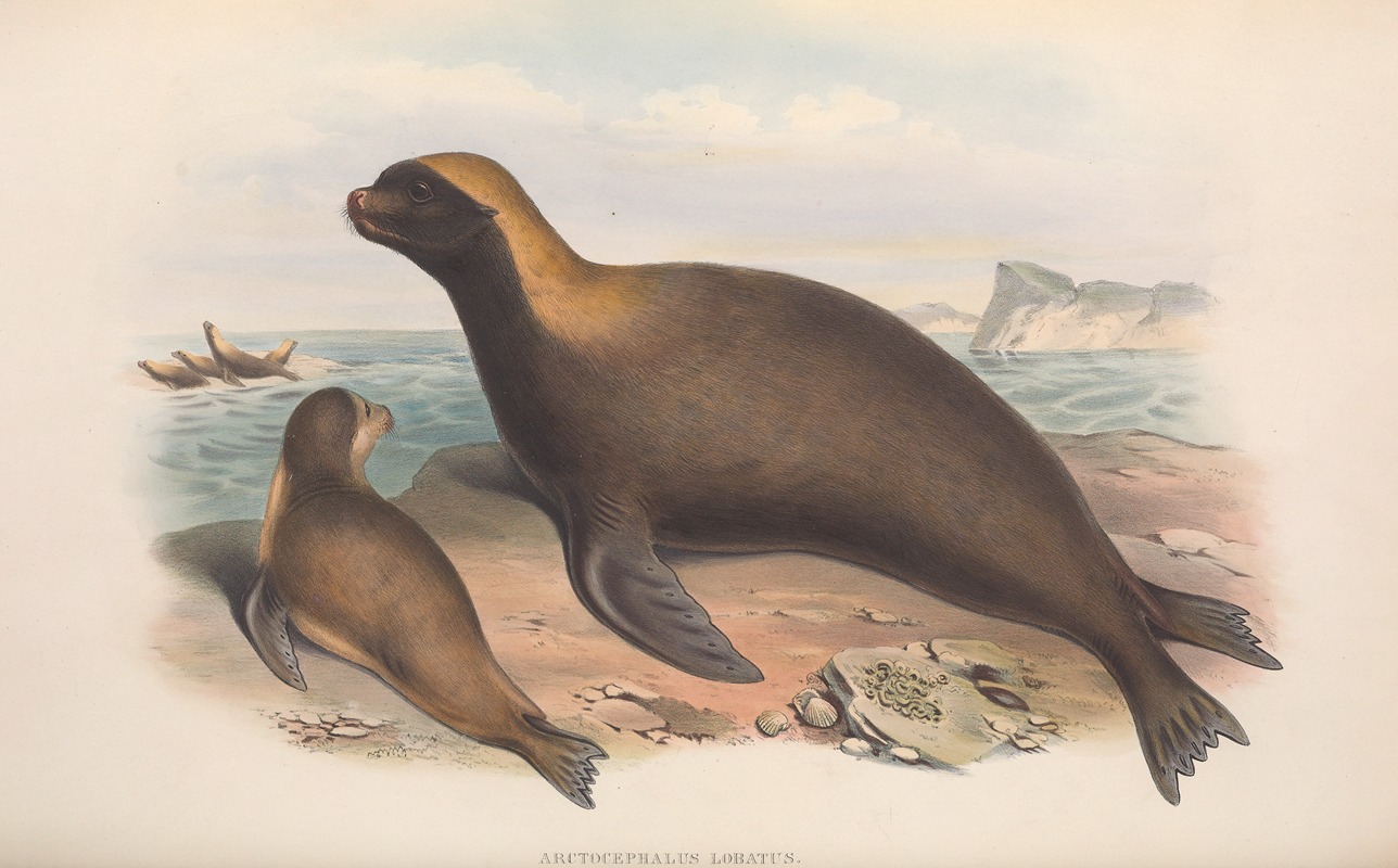 John Gould - The mammals of Australia Pl.155
