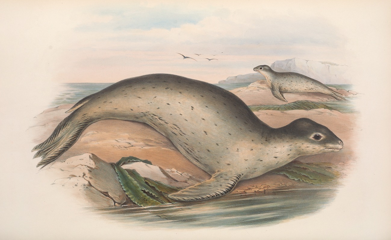 John Gould - The mammals of Australia Pl.156