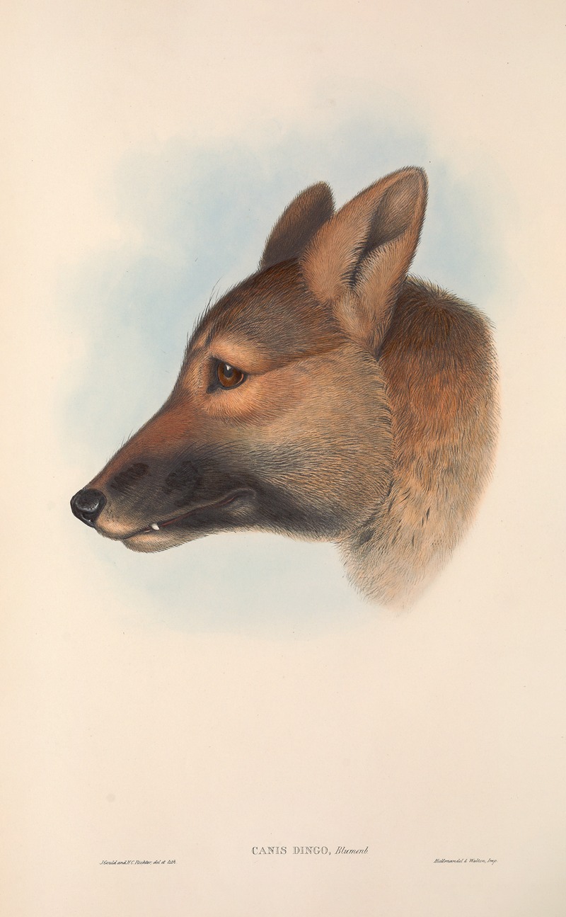 John Gould - The mammals of Australia Pl.157
