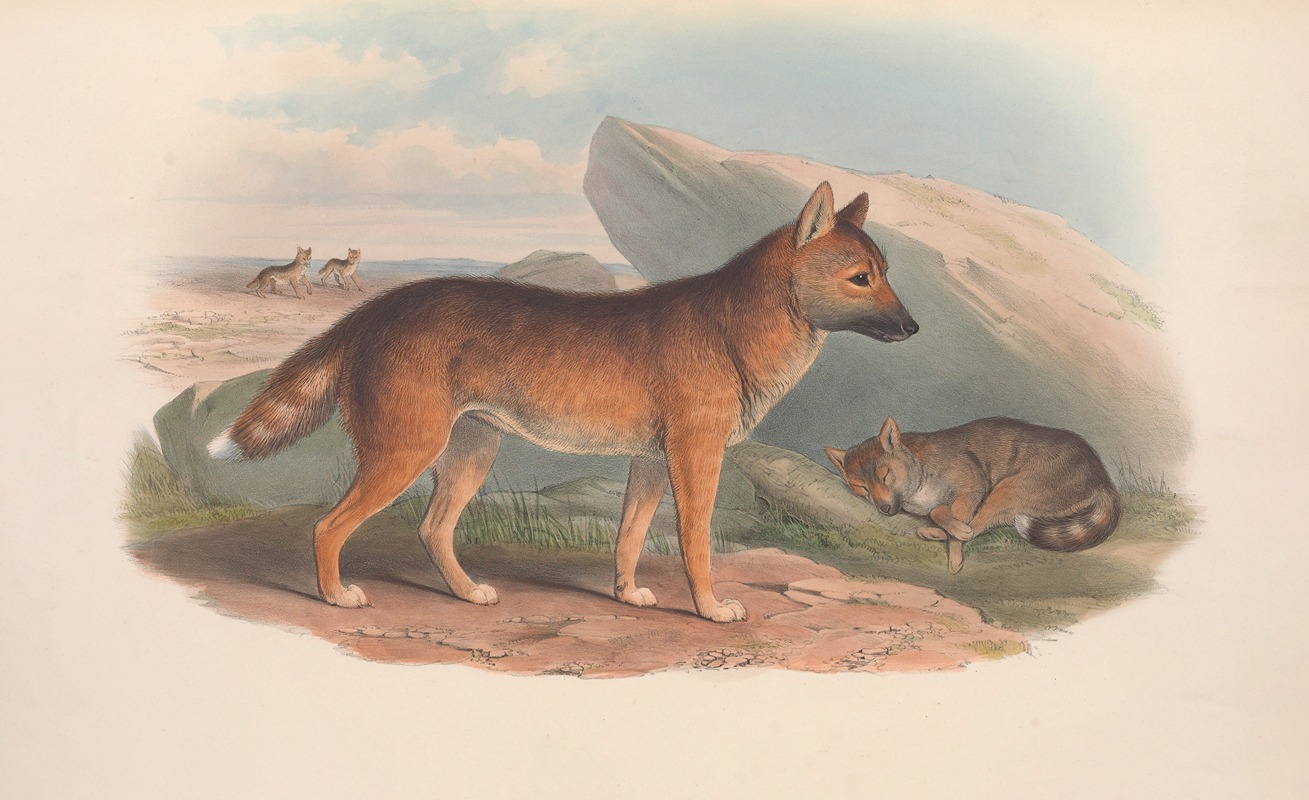 John Gould - The mammals of Australia Pl.158