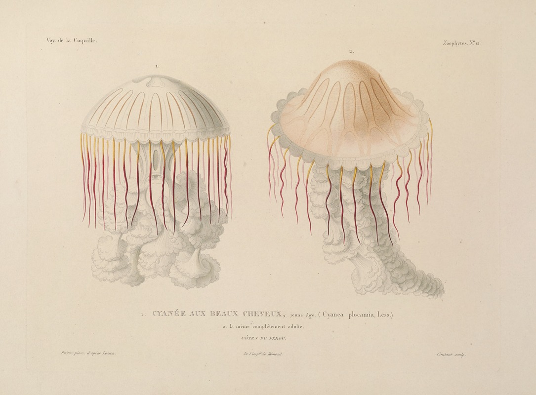 Louis-Isidore Duperrey - Voyage autour du monde Pl.099