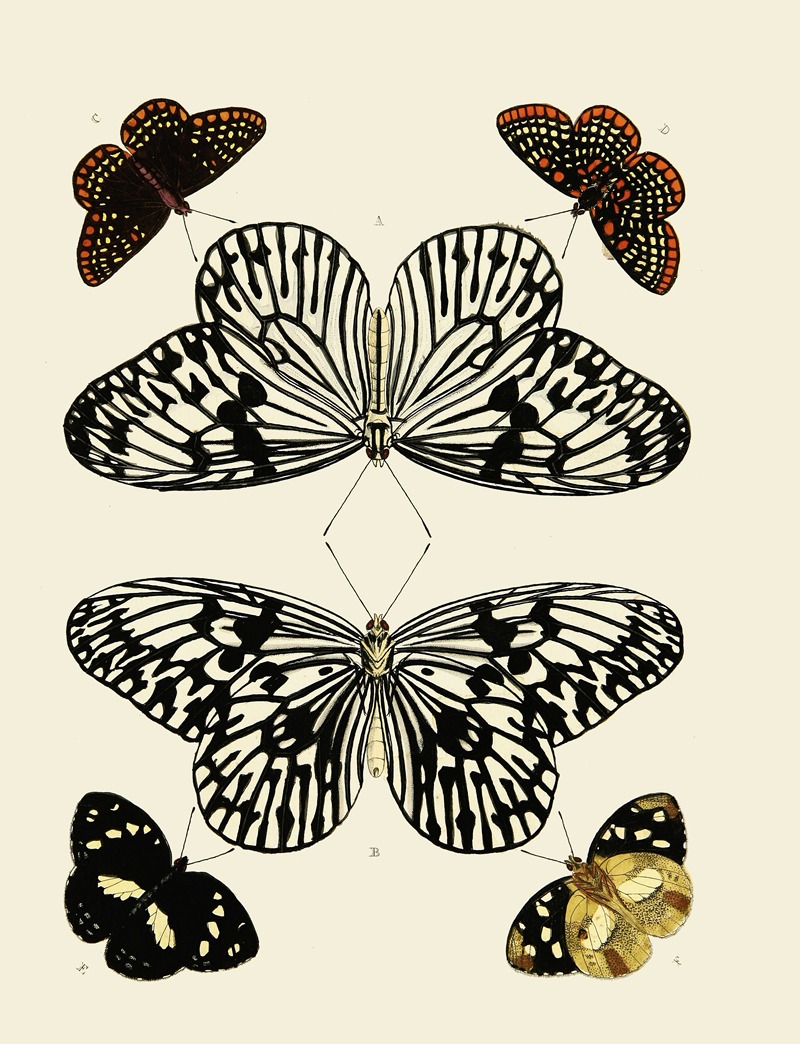 Pieter Cramer - Foreign butterflies occurring in the three continents Asia, Africa and America Pl.001