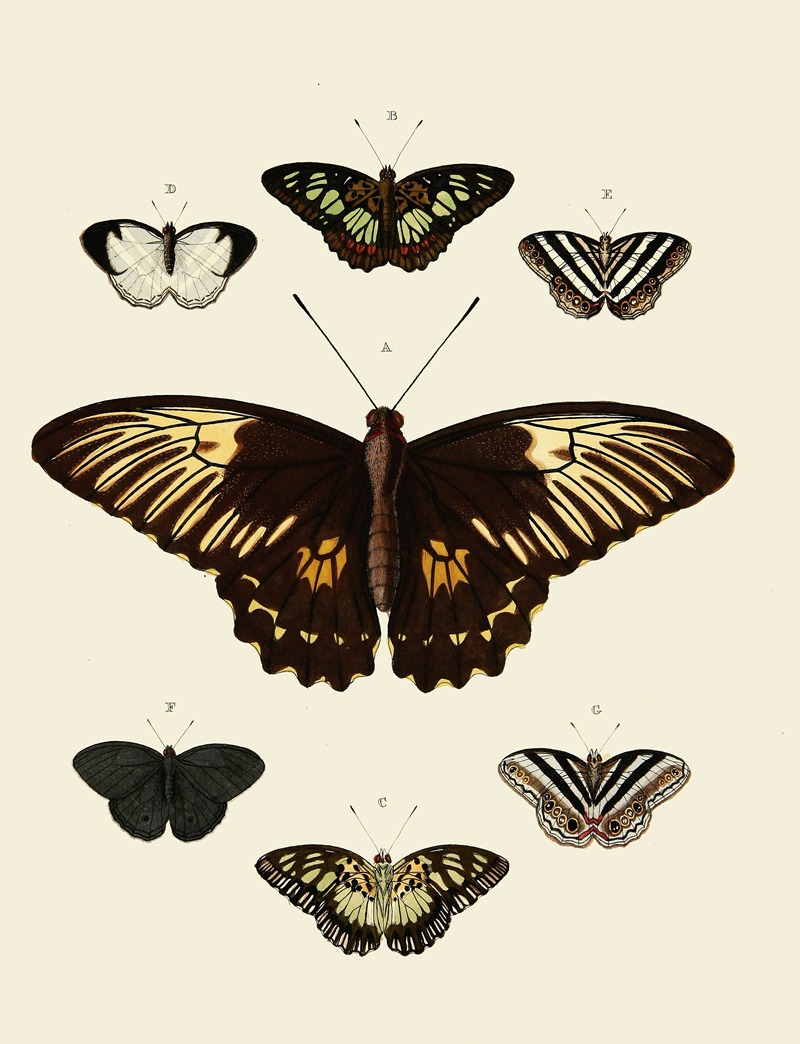 Pieter Cramer - Foreign butterflies occurring in the three continents Asia, Africa and America Pl.002