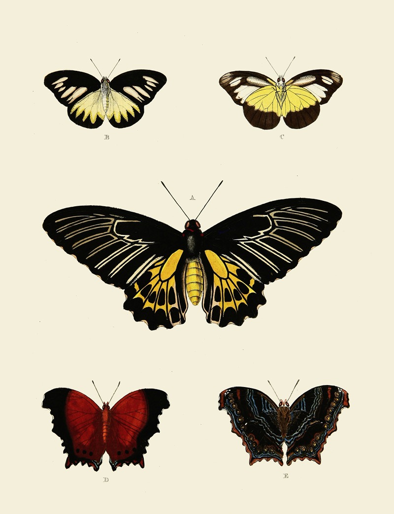 Pieter Cramer - Foreign butterflies occurring in the three continents Asia, Africa and America Pl.003