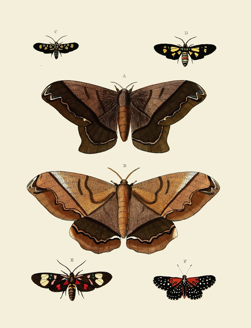 Pieter Cramer - Foreign butterflies occurring in the three continents Asia, Africa and America Pl.005