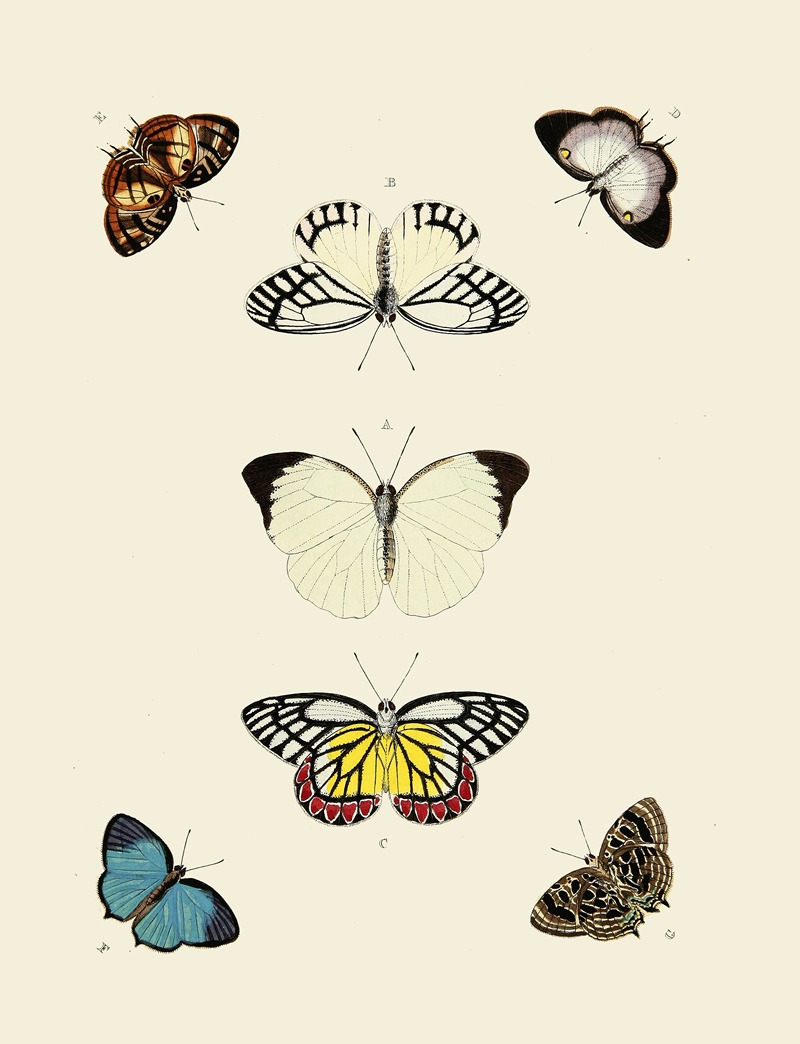 Pieter Cramer - Foreign butterflies occurring in the three continents Asia, Africa and America Pl.009