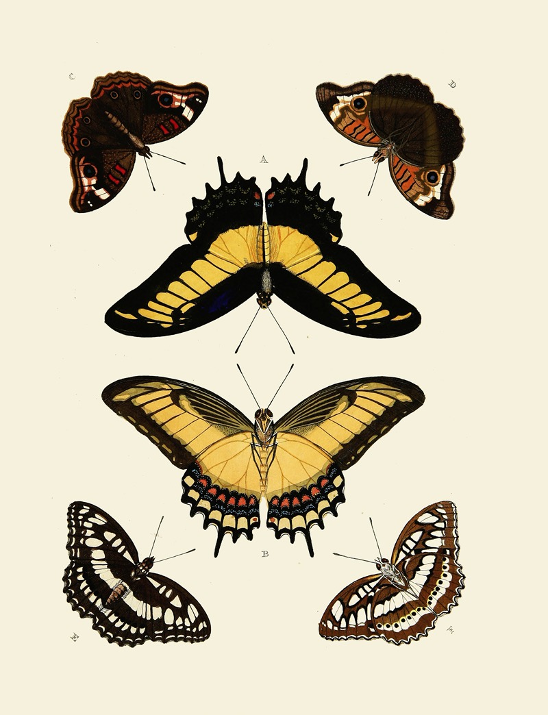 Pieter Cramer - Foreign butterflies occurring in the three continents Asia, Africa and America Pl.011