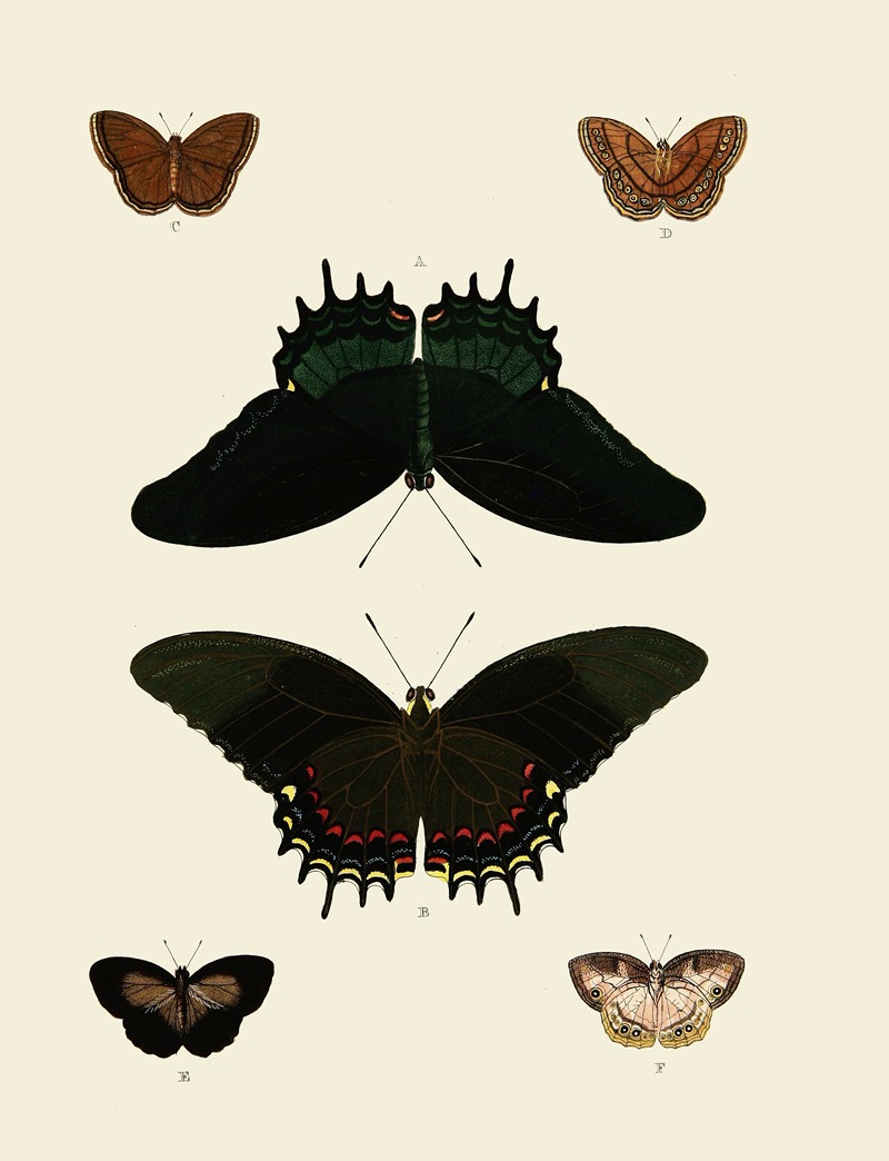 Pieter Cramer - Foreign butterflies occurring in the three continents Asia, Africa and America Pl.012
