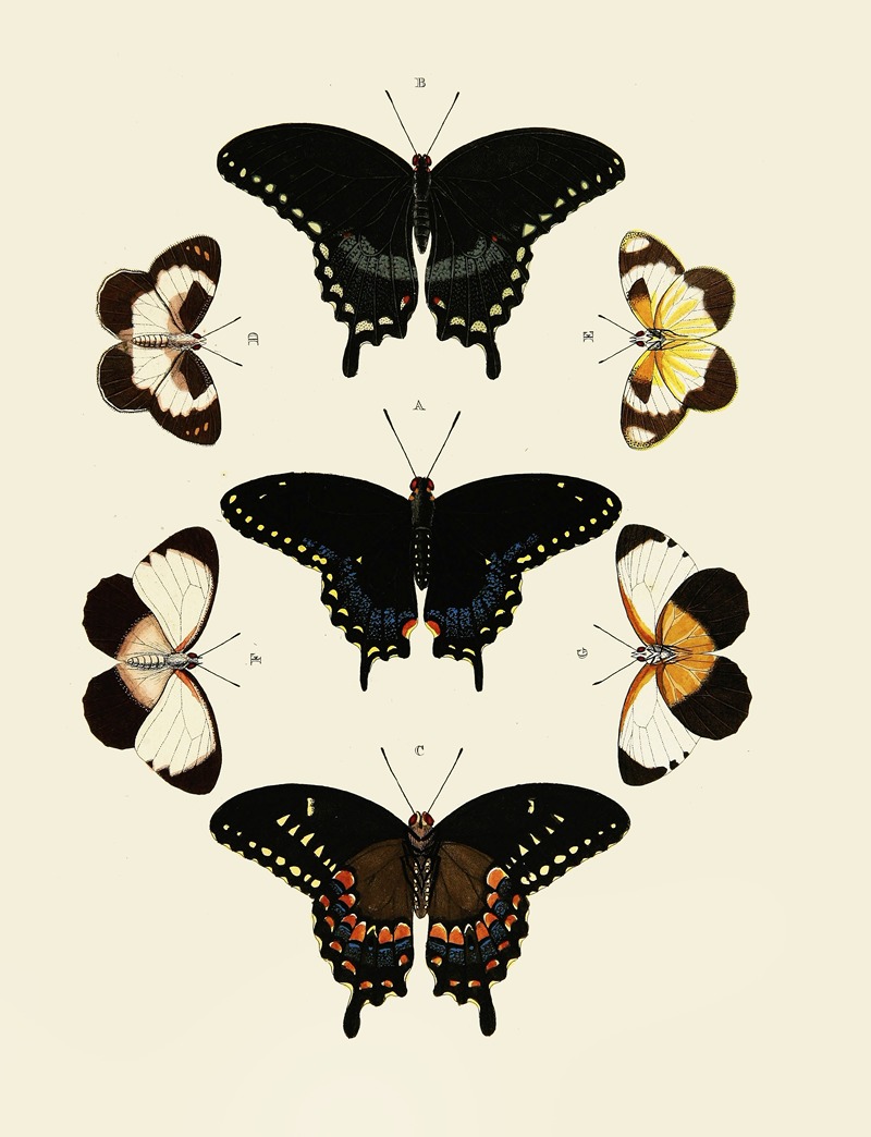 Pieter Cramer - Foreign butterflies occurring in the three continents Asia, Africa and America Pl.015